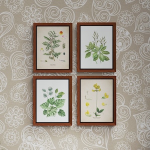 Set of 4 prints, Set printable, botanical images, wall art for home, home decor, wall art print, instant download, digital download.