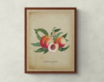 Stampa botanica vintage di pesca, decorazione murale di frutta (download digitale)