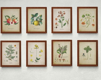 Set of 8, vintage botanical art, vintage printable wall art, Printable wall set, instant download, digital download