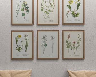 Vintage Botanical Prints Set of 6, vintage printable wall art, Printable wall set, Home Decor, Instant download, Digital download