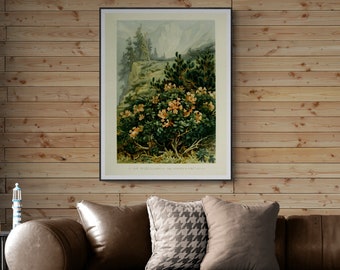 Vintage Botanical Print, Alpine Rhododendrons, Mountain Pines (Digital Download)