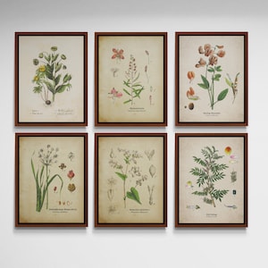 Lot de 6 impressions botaniques, estampes botaniques vintage, art mural imprimable vintage, ensemble mural imprimable, téléchargement immédiat, téléchargement numérique