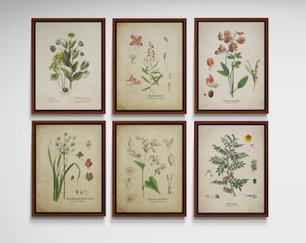 Botanical Prints Set of 6, Vintage Botanical prints, Vintage printable wall art, Printable wall set, Instant download, Digital download