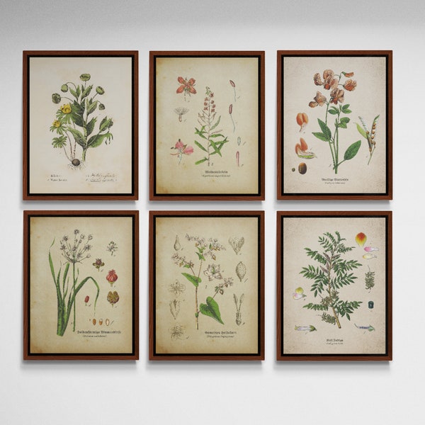 Botanical Prints Set of 6, Vintage Botanical prints, Vintage printable wall art, Printable wall set, Instant download, Digital download