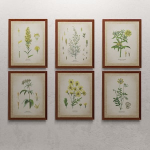 Vintage Botanical Prints Set of 6, Art and Connectibles, Printable Wall Art, Home Decor, Digital Art, instant Download, digital Download