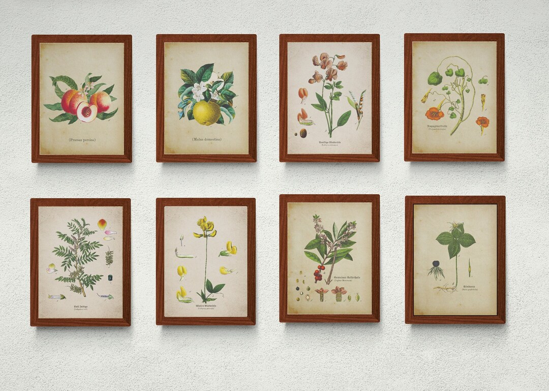 Botanical Art Prints Set, Vintage Wall Decor (digital Download) - Etsy