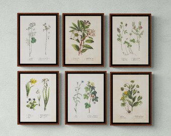 Set van 6 vintage botanische prints (digitale download)