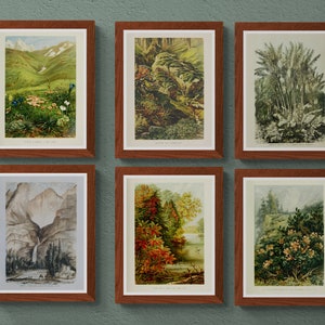 Lot de 6 impressions botaniques, estampes botaniques vintage, art mural imprimable vintage, ensemble mural imprimable, téléchargement immédiat, téléchargement numérique