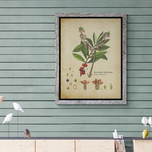 Vintage Botanical Prints, Wall Art Printable, Home Decor Gift, Houseplant Paintings, Plant Posters, Leaf Prints, Digital download