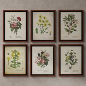 Vintage Botanical Prints Set of 6, vintage printable wall art, Home Decor, Digital Wall Decor, instant download, digital download