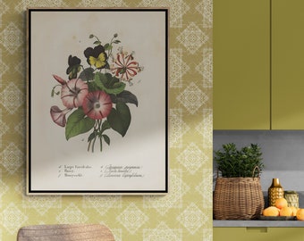 Vintage Botanical Illustration Art Print, Convolvulus, Pansy, Honeysuckle (Digital Download)