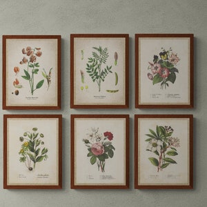 Botanical Prints Set of 6, Vintage Botanical prints, Vintage printable wall art, Printable wall set, Instant download, Digital download