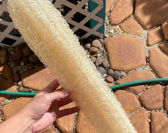 Puede incluir: Una esponja de lufa natural, larga y cilíndrica, con una textura porosa, fibrosa y de color crema. La esponja tiene una estructura tubular hueca con una superficie rugosa y exfoliante, hecha de material vegetal orgánico seco.