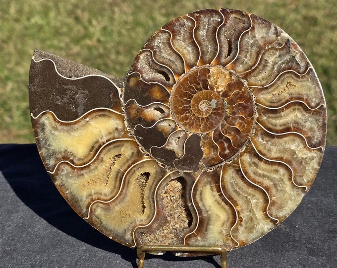 Ammonite Fossil Slab
