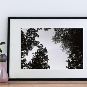 Rock Creek Park Black and White Tree Canopy Print (Digital Download)
