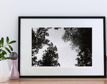 Impresión en blanco y negro de la copa de los árboles de Rock Creek Park (descarga digital)