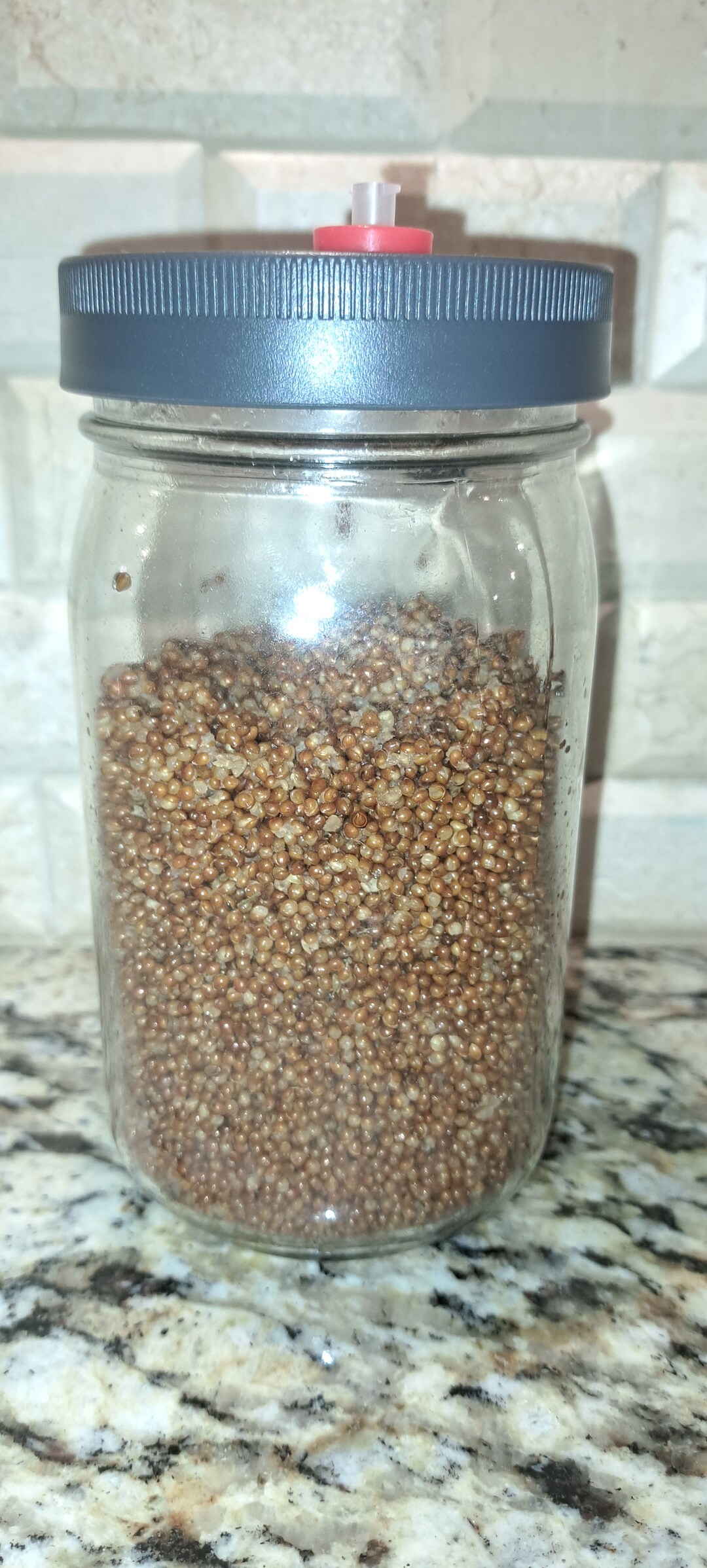 Red Millet Sterilized Grain Spawn Etsy