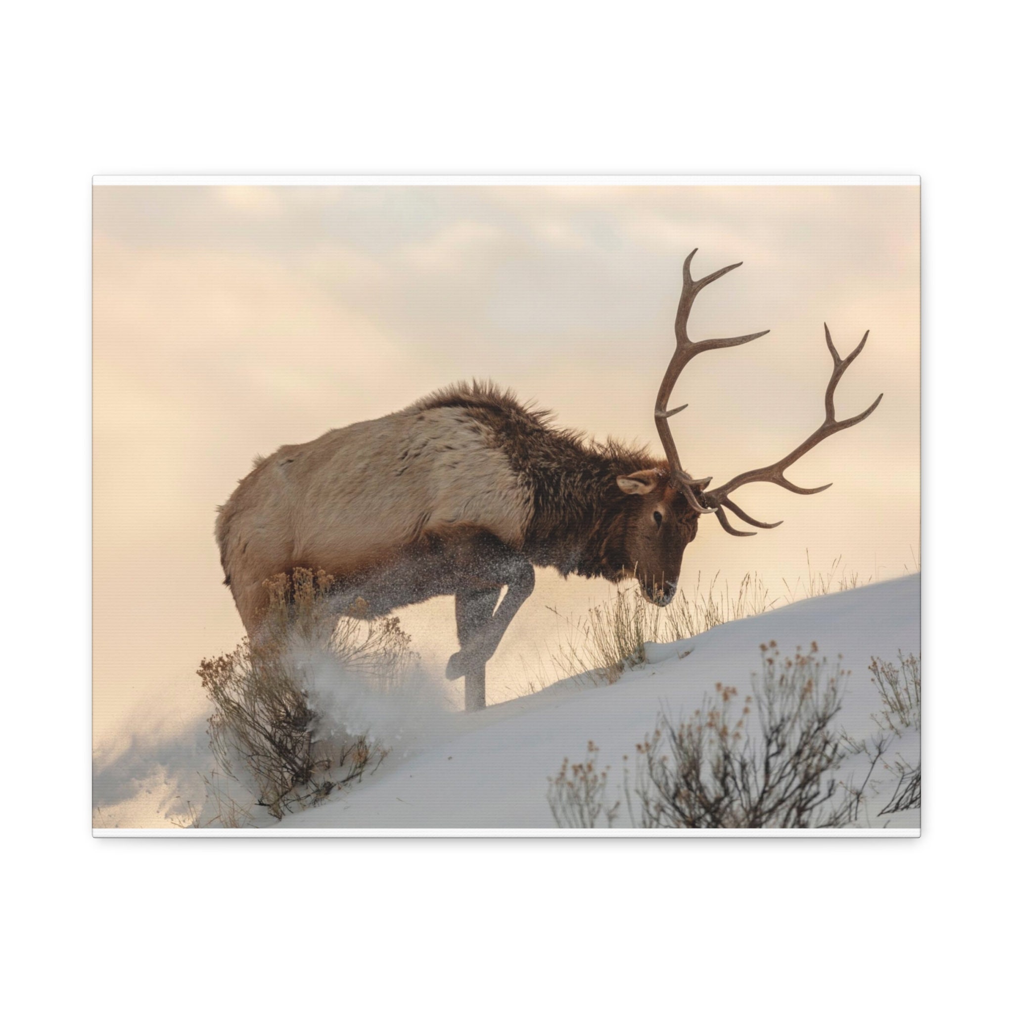 Moose Canvas Wall Art for Your Home or Business Etsy