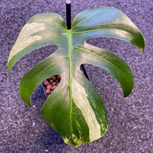 Monstera Borsigiana mint variegated