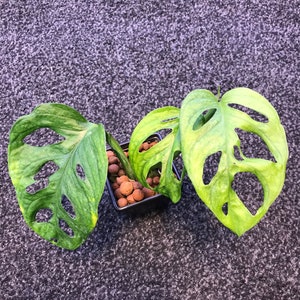 Monstera adansonii variegated European Mint