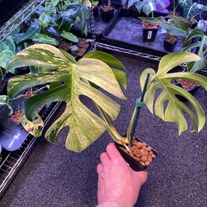 Monstera Borsigiana mint variegated