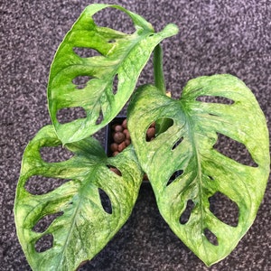 Monstera adansonii variegated European mint