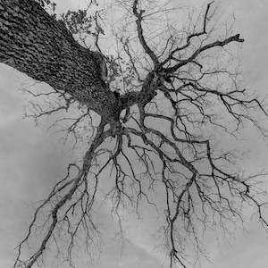 Ramificación - Foto imprimible tomada profesionalmente: impresión fácil, archivo JPG de alta calidad para impresión