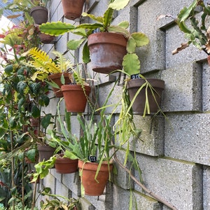 May include: A variety of plants in terracotta pots are displayed on a gray brick wall. The plants are hanging from hooks and are arranged in a staggered pattern. The plants are all different sizes and shapes, and some have labels with numbers on them.