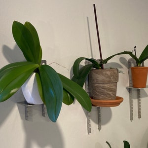 May include: Three potted orchids mounted on a white wall with metal brackets. The orchids are in different sized pots, one white, one brown, and one terracotta. The orchids are all green and have long leaves.