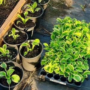 May include: A collection of small hosta plants with green and yellow variegated leaves, some potted individually in black plastic containers and others grouped together in a black plastic nursery tray with multiple cells for propagation.
