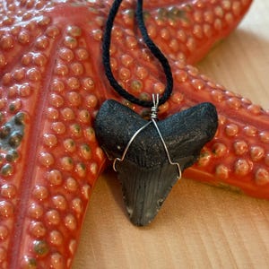 Fossilized Shark Tooth Necklace Pendant (#6), Surfer Necklace, Beach Charm