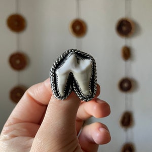 Large Coyote Tooth Handmade Ring