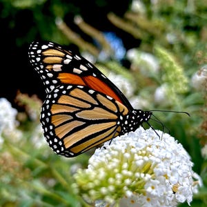 Monarch Butterfly