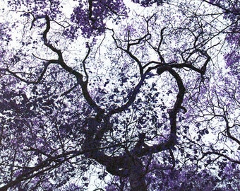 Tree Portrait #103 - Bigwood Purplescale Series - 18x12 inches on 3mm black Foamex with removable stickers