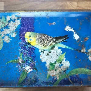 Vintage Budgie Tin from C.W.S Crumpsall