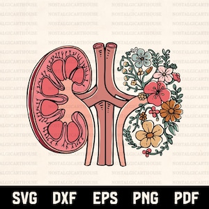 May include: Anatomical illustration of a kidney with floral accents. The kidney is depicted in shades of red and pink, with a cross-section revealing internal structures. Flowers in pink, orange, and blue adorn the right side. The image includes the text "SVG DXF EPS PNG PDF".