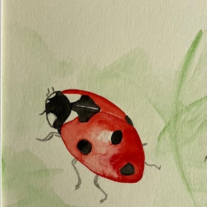 Coccinelle
