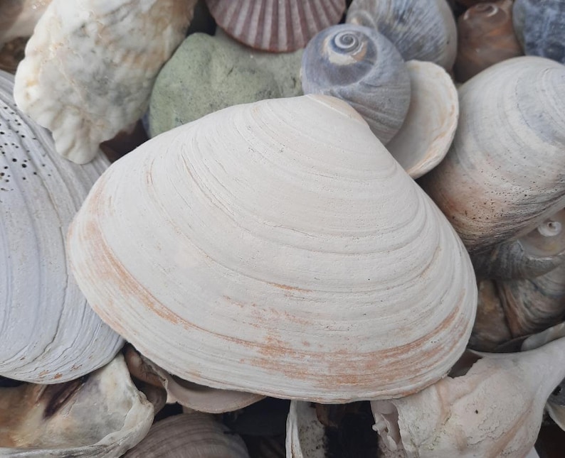 Clam Shell Art Alice in Wonderland Alice Holding Pink Flamingo Etsy