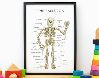 Menselijk skelet poster voor kinderen, menselijke botten muur decor, educatieve print, speelkamer leren prints, homeschool decor, digitale download