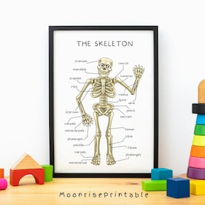 May include: A printable educational poster featuring a cartoon skeleton with labeled bones. The poster is titled "The Skeleton" and includes the names of all the major bones in the human body.