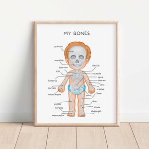 May include: A printable educational poster with an illustration of a child's skeleton labeled with the names of the bones. The poster has the title "MY BONES" at the top.