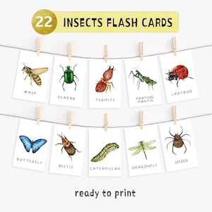 22 insecten-flitskaarten, montessori-flitskaarten, leermateriaal voorschoolse educatie, aquarel educatieve afdrukbare kaarten, INSTANT DOWNLOAD