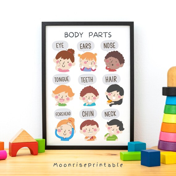 Attività di abbinamento delle parti del corpo stampabili, pagine di libri per bambini, pagine di attività per raccoglitori didattici, risorse per l'istruzione parentale - Italia