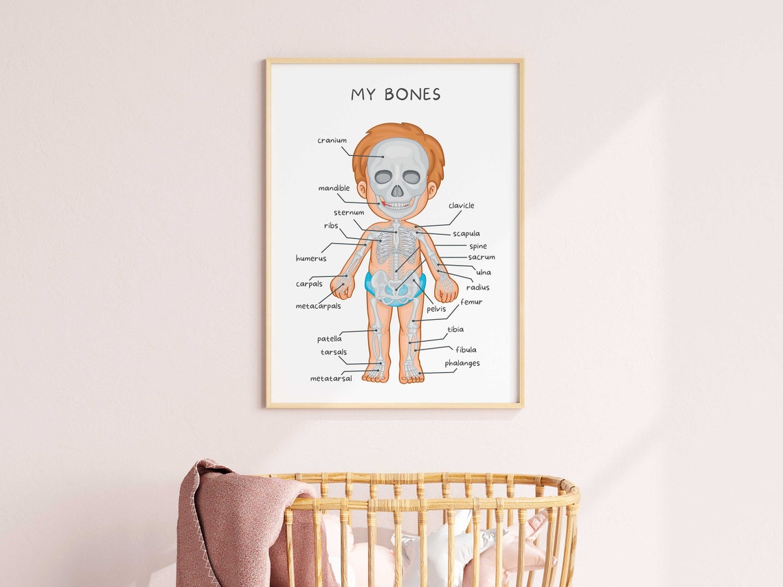 Human Skeleton Poster for Kids, Human Bones Wall Decor, Educational ...