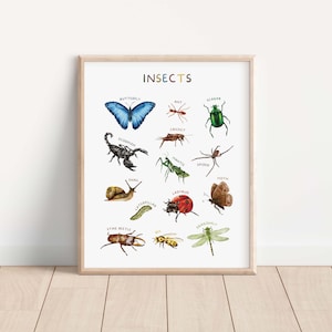 Op de afbeelding: Een kleurrijke educatieve poster met de titel "INSECTS" met illustraties van verschillende insecten, waaronder een vlinder, een mier, een kever, een schorpioen, een cricket, een bidsprinkhaan, een spin, een slak, een rups, een lieveheersbeestje, een mot, een hert kever, een bij en een libel.