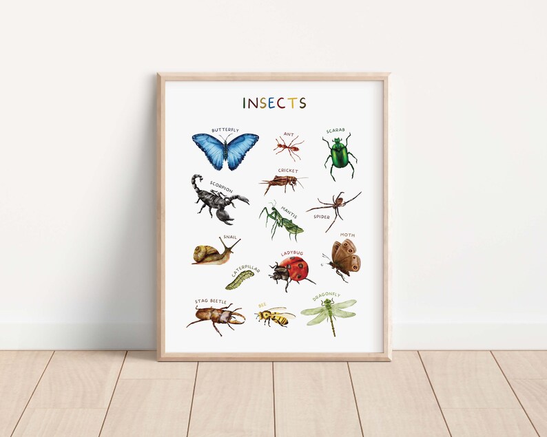 Op de afbeelding: Een kleurrijke educatieve poster met de titel "INSECTS" met illustraties van verschillende insecten, waaronder een vlinder, een mier, een kever, een schorpioen, een cricket, een bidsprinkhaan, een spin, een slak, een rups, een lieveheersbeestje, een mot, een hert kever, een bij en een libel.