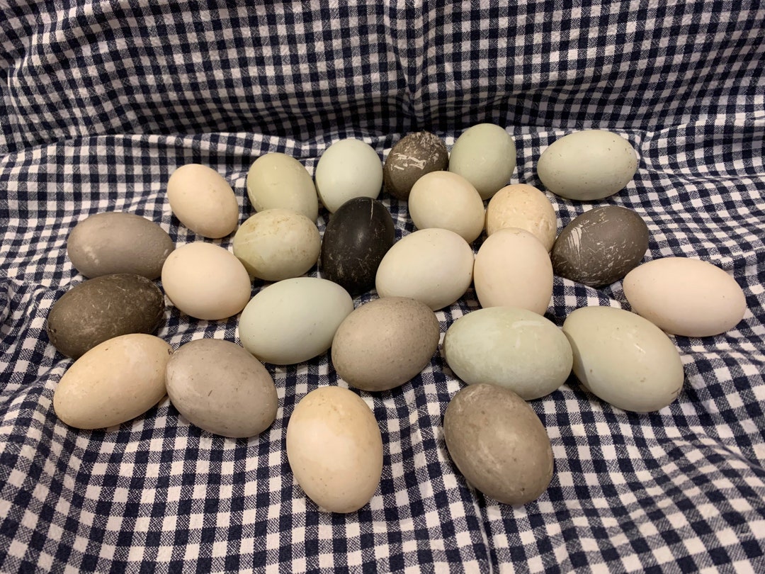Ancona Duck Eggs for Eating Etsy