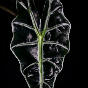 Alocasia Polly Photo