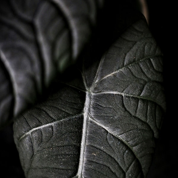 Alocasia Melo Photo