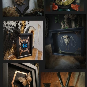 May include: A collection of framed taxidermy pieces featuring butterflies, moths, and a bat skeleton. The frames are black with gold accents and the backgrounds are black velvet. The pieces are displayed on a variety of surfaces, including wood, fur, and stone.
